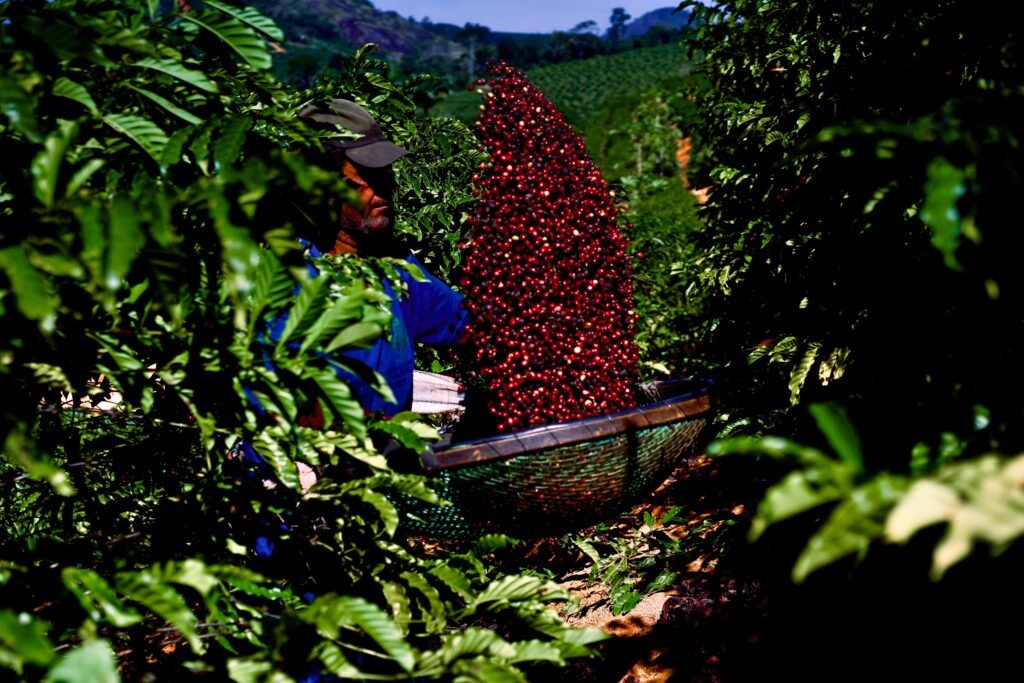 A maior cooperativa de café conilon do mundo