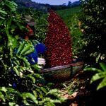A maior cooperativa de café conilon do mundo